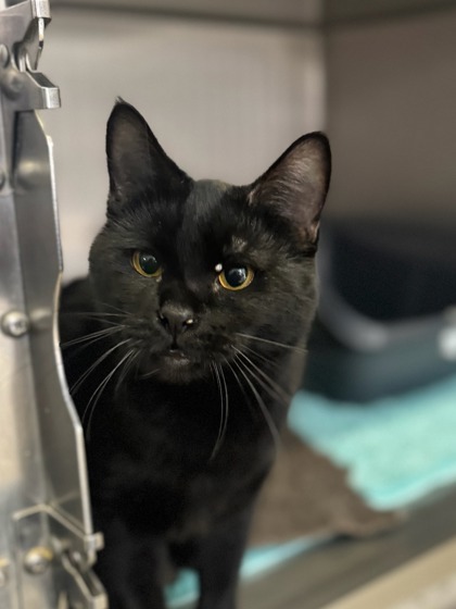 Chaos, an adoptable Domestic Short Hair in Moses Lake, WA, 98837 | Photo Image 2