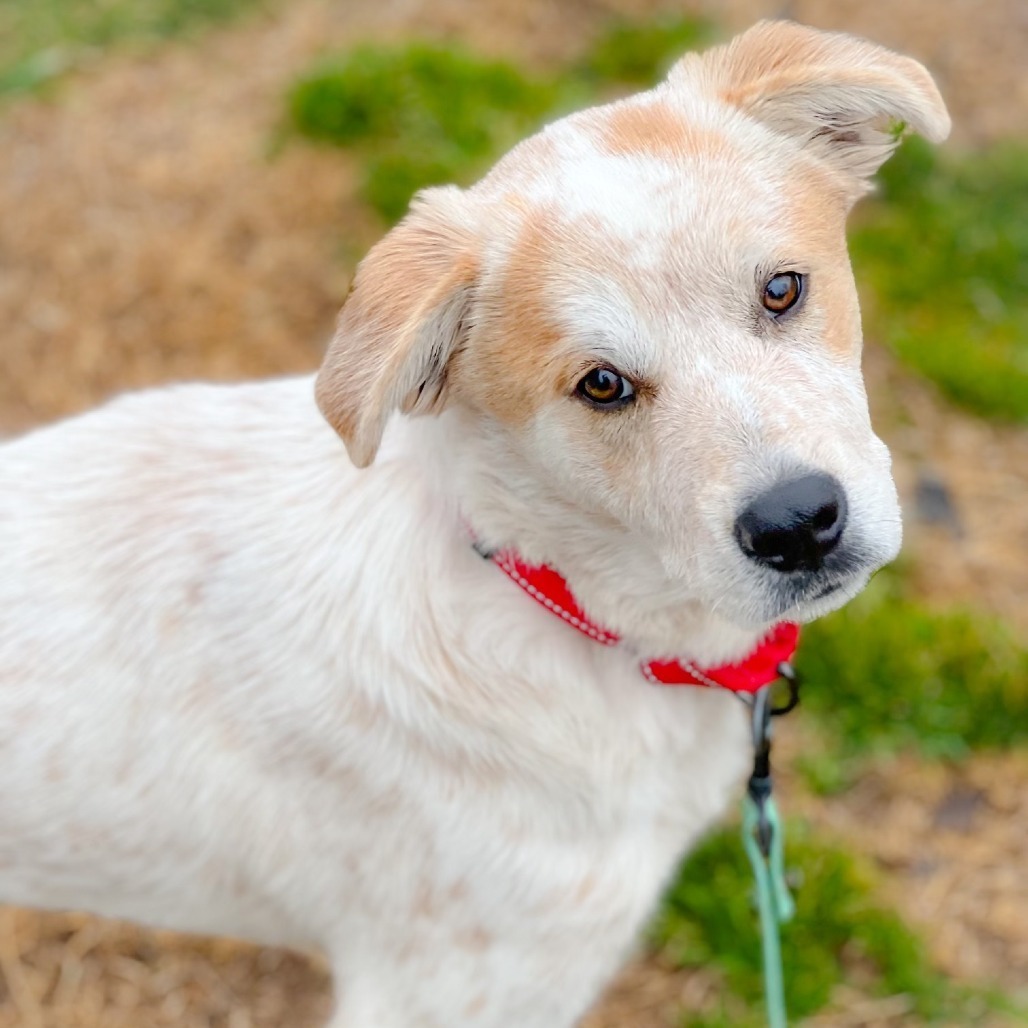 Ranger III, an adoptable Cattle Dog in Wadena, MN, 56482 | Photo Image 1