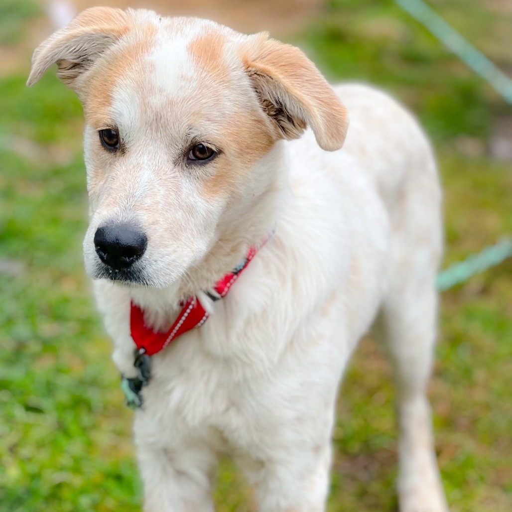 Ranger III, an adoptable Cattle Dog in Wadena, MN, 56482 | Photo Image 5