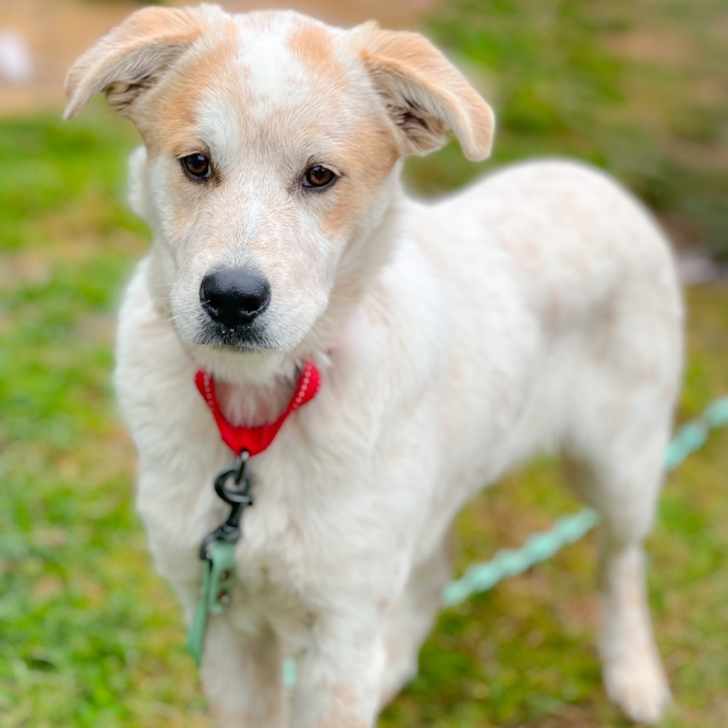 Ranger III, an adoptable Cattle Dog in Wadena, MN, 56482 | Photo Image 6