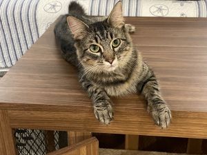 Brulee, Adult Female Domestic Short Hair