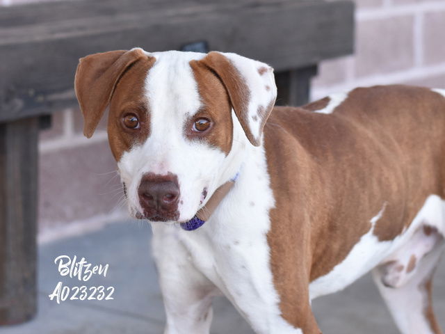 Blitzen