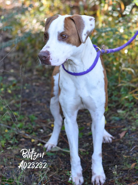 Blitzen