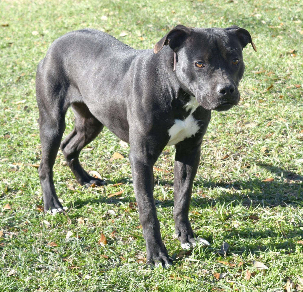 Stella