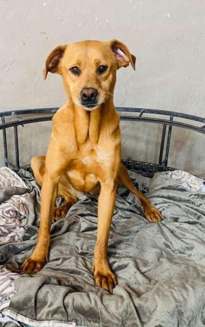 Jimmy is a 45 year old and 45lbs as of Winter 2025 he loves to play with other dogs especially