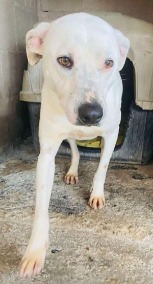 Junior is a playful 45 year old male He is friendly with other dogs and loves his best friend Jimm