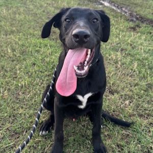 Toby, Young Male Mixed Breed