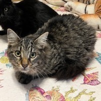 Stripes, an adoptable Domestic Medium Hair in Freeport, FL, 32439 | Photo Image 1