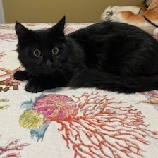 Shadow, Young Male Domestic Medium Hair