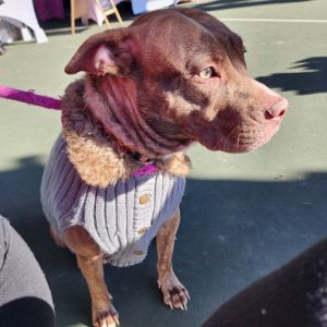 Reba, Adult Female Cattle Dog