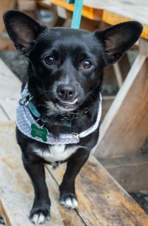 Animal Profile Bud is a pint-sized cutie joining us from Modesto CA on 2132025 This little Chih