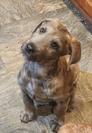 Axel