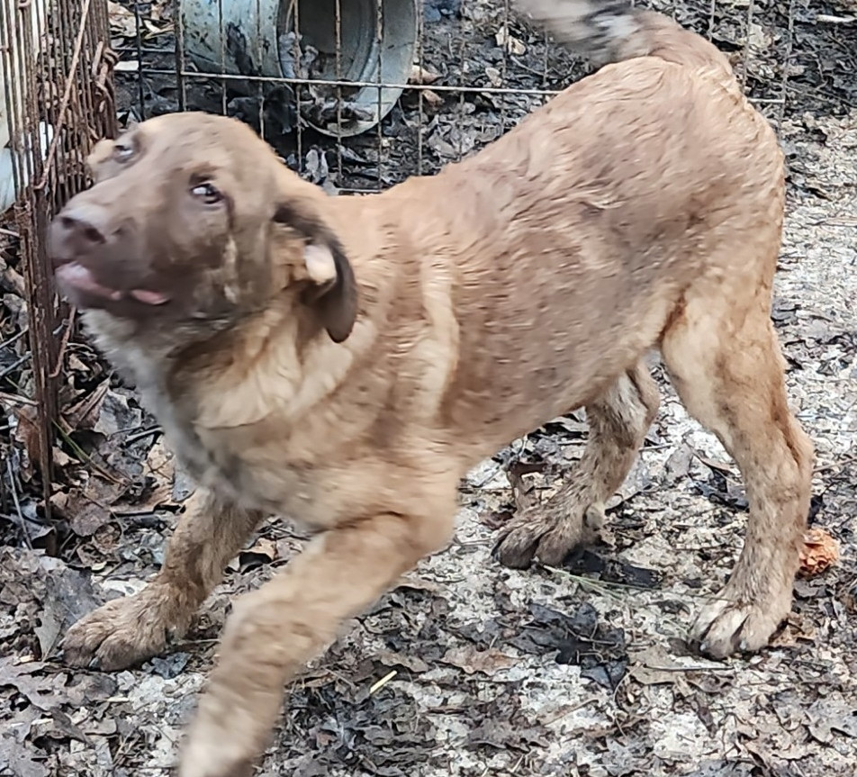 Apollo