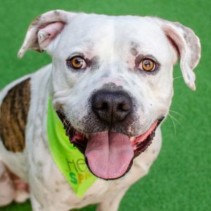 Hi there My name is Goku and Im a 1-year-old neutered American Bulldog Pitbull mix that currentl