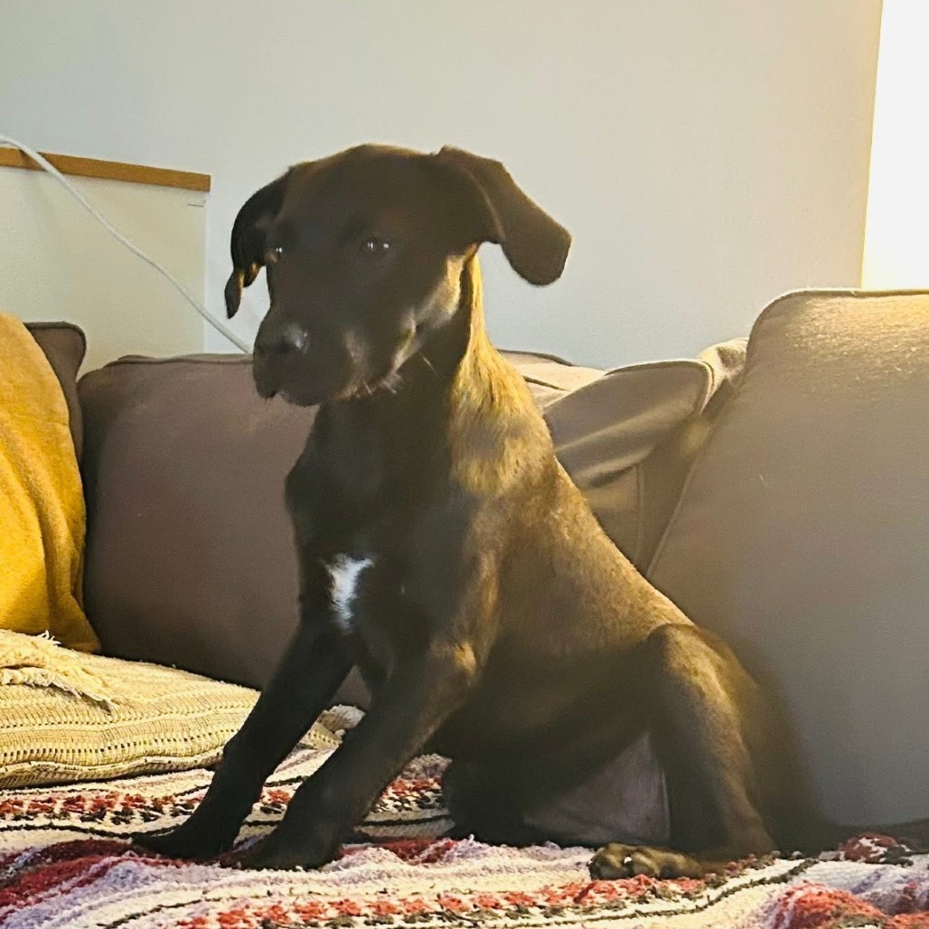 Felina, an adoptable Black Mouth Cur in Wadena, MN, 56482 | Photo Image 1
