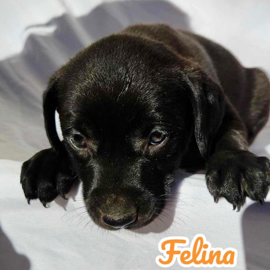 Felina, an adoptable Black Mouth Cur in Wadena, MN, 56482 | Photo Image 2