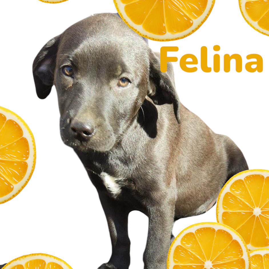 Felina, an adoptable Black Mouth Cur in Wadena, MN, 56482 | Photo Image 3