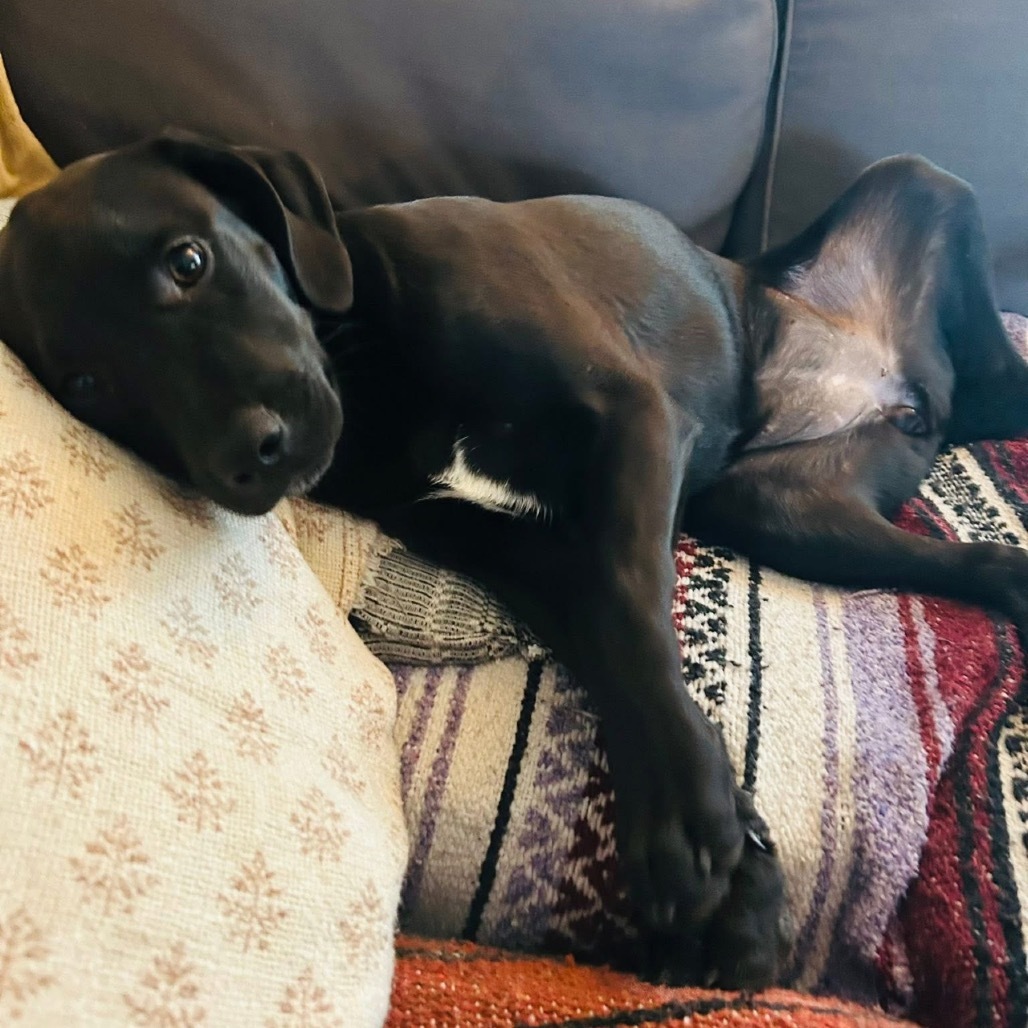 Felina, an adoptable Black Mouth Cur in Wadena, MN, 56482 | Photo Image 4