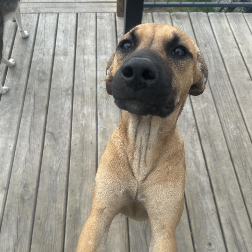 Francesca, an adoptable Black Mouth Cur in Wadena, MN, 56482 | Photo Image 1