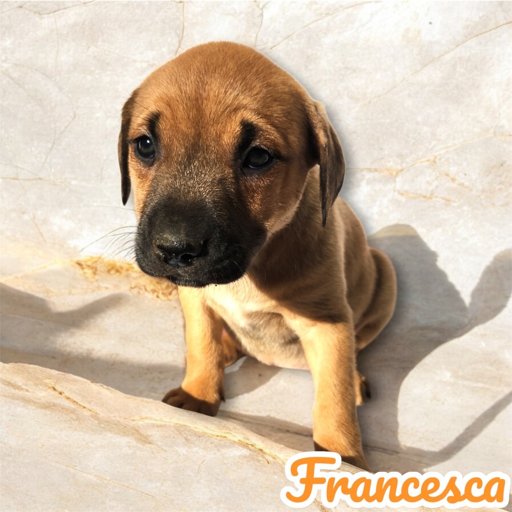 Francesca, an adoptable Black Mouth Cur in Wadena, MN, 56482 | Photo Image 2