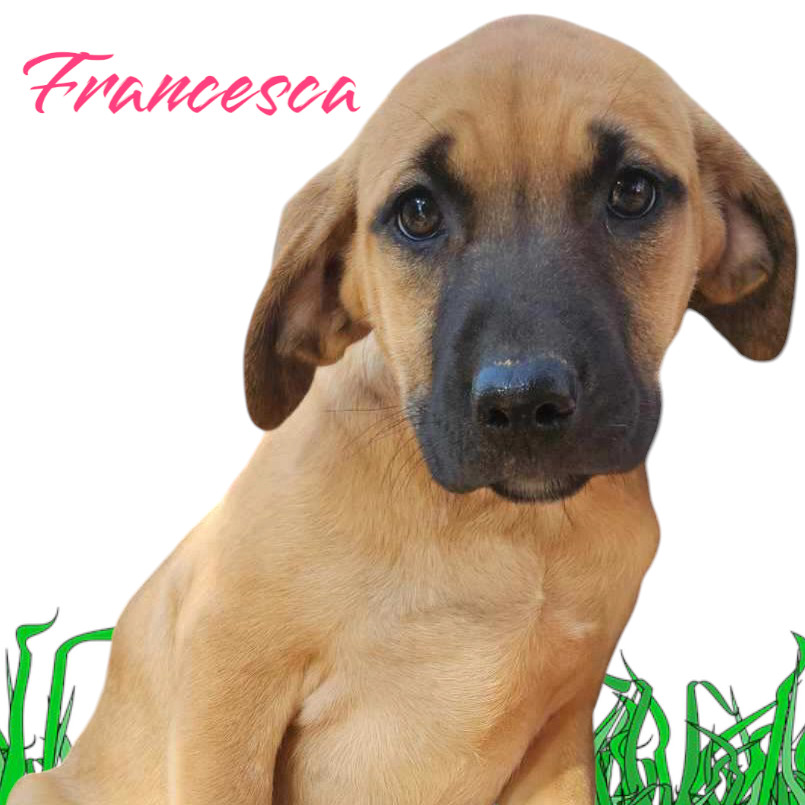 Francesca, an adoptable Black Mouth Cur in Wadena, MN, 56482 | Photo Image 3
