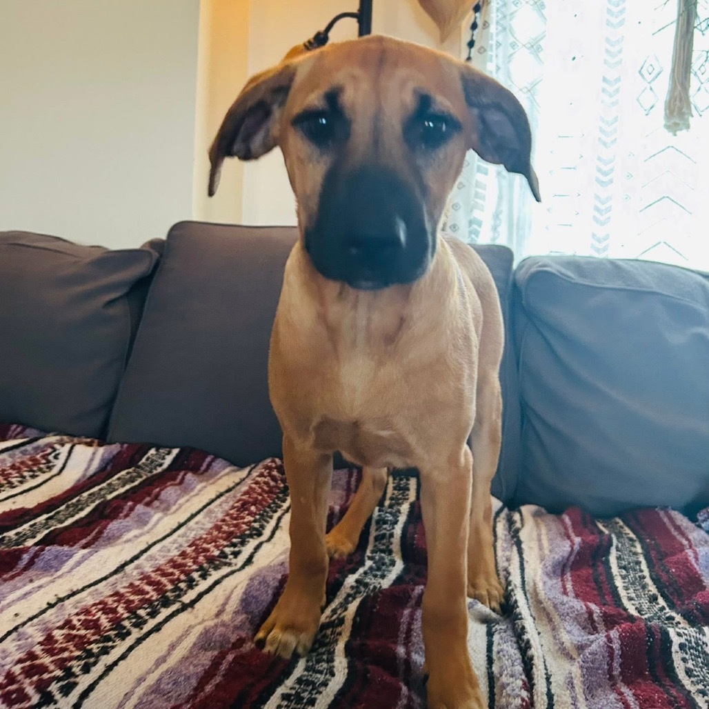 Francesca, an adoptable Black Mouth Cur in Wadena, MN, 56482 | Photo Image 4