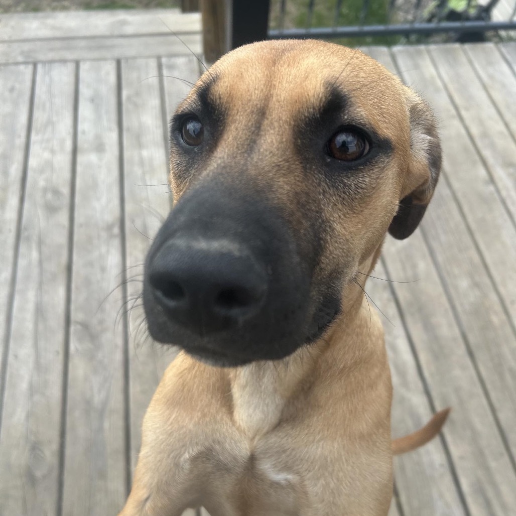 Francesca, an adoptable Black Mouth Cur in Wadena, MN, 56482 | Photo Image 6