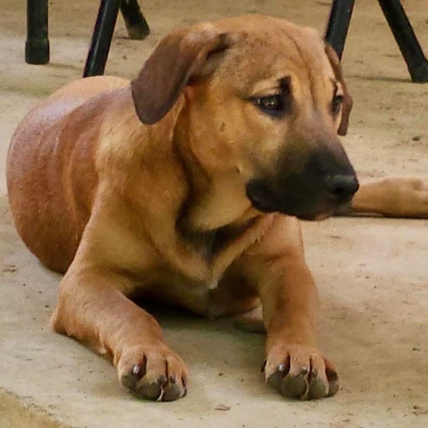 Felicity, an adoptable Black Mouth Cur in Wadena, MN, 56482 | Photo Image 1