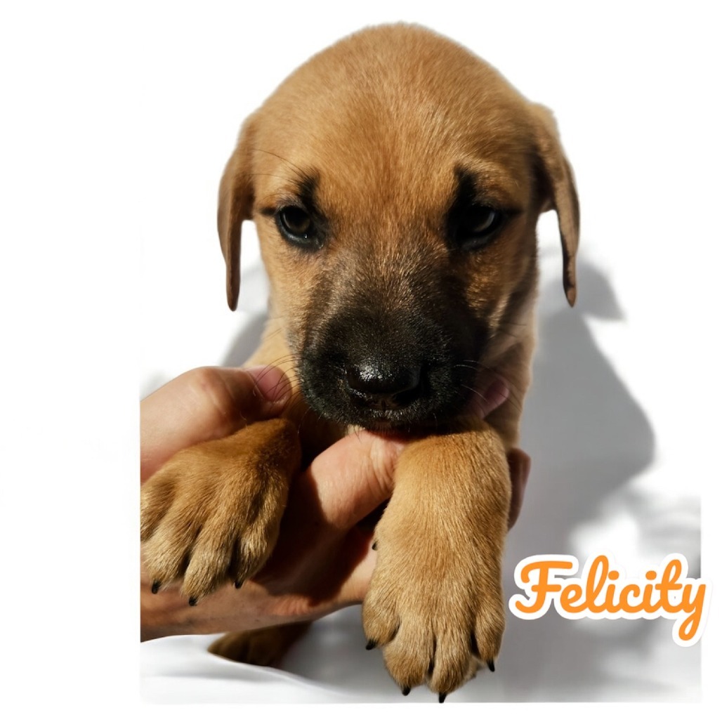 Felicity, an adoptable Black Mouth Cur in Wadena, MN, 56482 | Photo Image 2