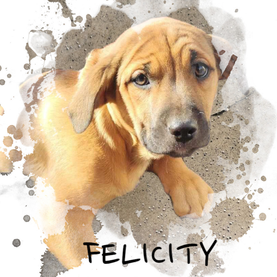 Felicity, an adoptable Black Mouth Cur in Wadena, MN, 56482 | Photo Image 4