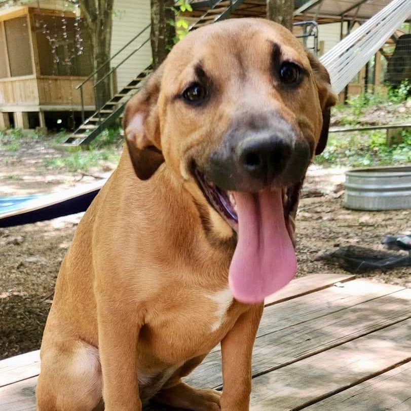 Felicity, an adoptable Black Mouth Cur in Wadena, MN, 56482 | Photo Image 5