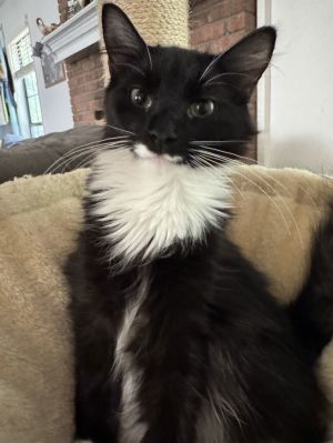 Meet Gwyneth a delightful young black and white kitten whos as sweet as she is playful With her s