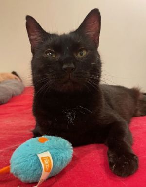 PRETTY LITTLE PANTHER Brigitta is the tiniest little gal Though a full grown adult she looks more