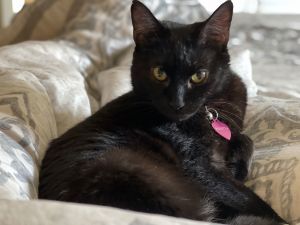 PRETTY LITTLE PANTHER Brigitta is the tiniest little gal Though a full grown adult she looks more