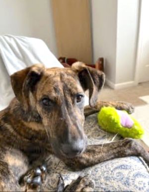 Hey there My name is Cashew Jack but my Fommy foster mommy calls me Cashew Im a 6-month-old Ho