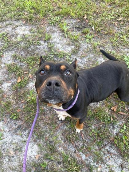 Roxie