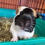 Gracie