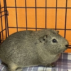 Otis, Adult Male Guinea Pig