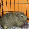 Otis photo 1
