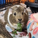 Oscar