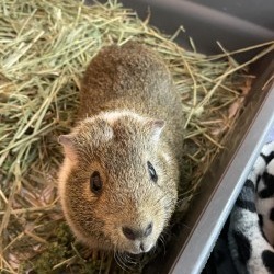 Oscar