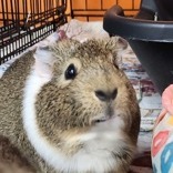 Oscar