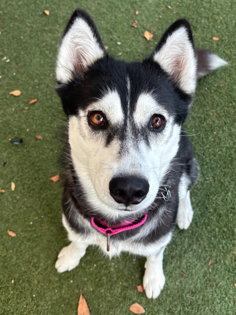 Geraldine, an adoptable Husky, Spitz in Fort Lauderdale, FL, 33304 | Photo Image 1