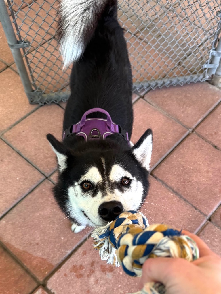 Geraldine, an adoptable Husky, Spitz in Fort Lauderdale, FL, 33304 | Photo Image 2