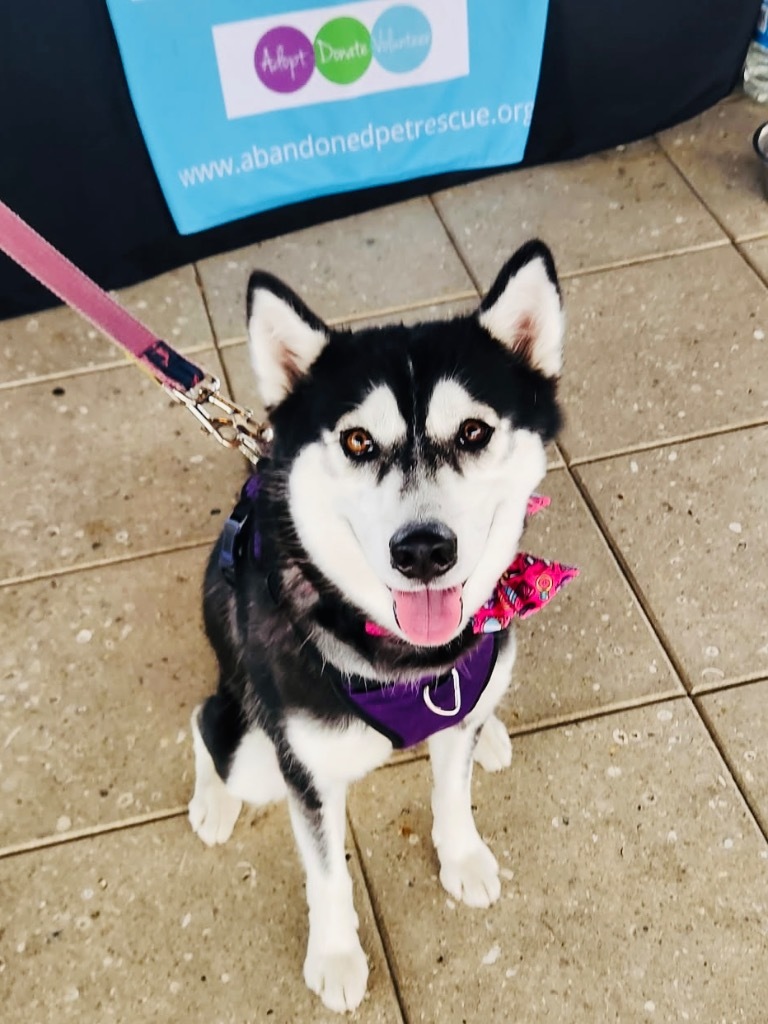 Geraldine, an adoptable Husky, Spitz in Fort Lauderdale, FL, 33304 | Photo Image 3