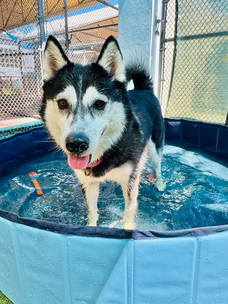 Geraldine, an adoptable Husky, Spitz in Fort Lauderdale, FL, 33304 | Photo Image 3