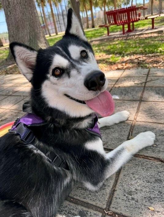 Geraldine, an adoptable Husky, Spitz in Fort Lauderdale, FL, 33304 | Photo Image 4
