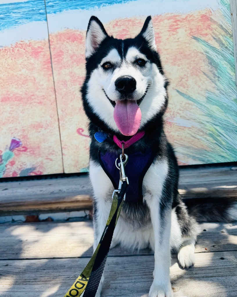Geraldine, an adoptable Husky, Spitz in Fort Lauderdale, FL, 33304 | Photo Image 4