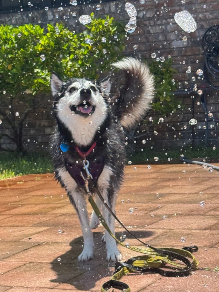 Geraldine, an adoptable Husky, Spitz in Fort Lauderdale, FL, 33304 | Photo Image 5