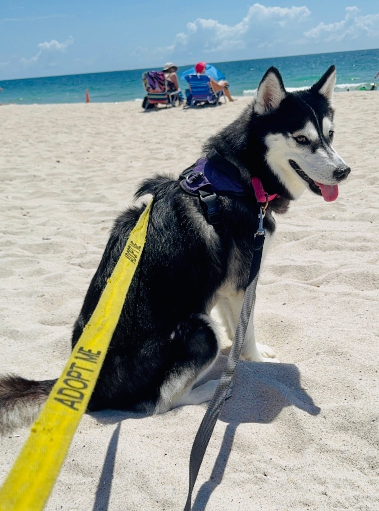 Geraldine, an adoptable Husky, Spitz in Fort Lauderdale, FL, 33304 | Photo Image 6
